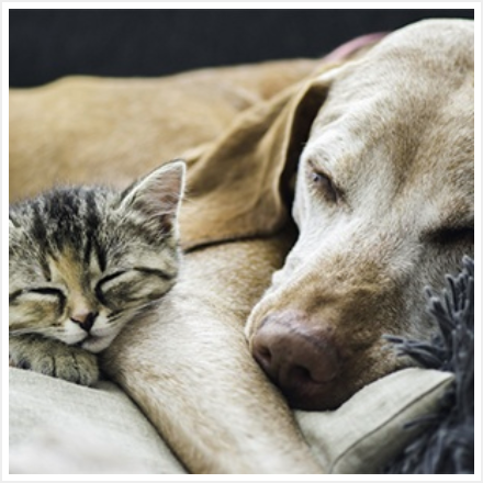 Image of a dog and cat resting